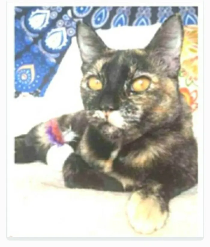 Gato ra a srd escaminha rosét  idade 2 anos nome LUÍSA 