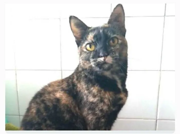 Gato ra a srd escaminha rosét  idade 2 anos nome LUÍSA 