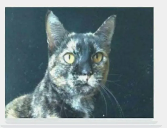Gato ra a srd escaminha rosét  idade 2 anos nome LUÍSA 
