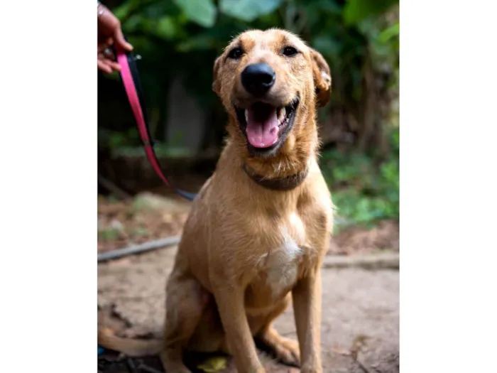 Cachorro raça SRD-ViraLata idade 1 ano nome Billi