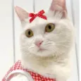 Penélope 