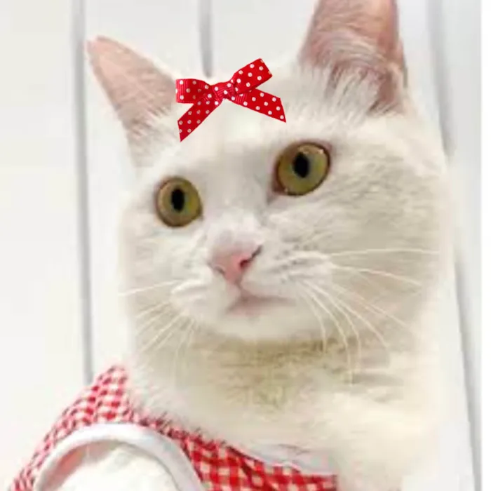Gato ra a Mestica  idade 2 a 6 meses nome Penélope 