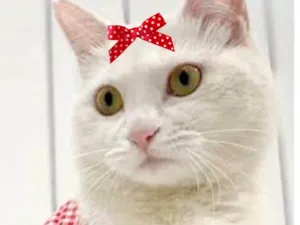 Gato raça Mestica  idade 2 a 6 meses nome Penélope 