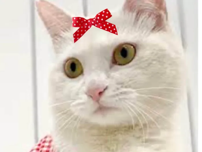 Gato ra a Mestica  idade 2 a 6 meses nome Penélope 