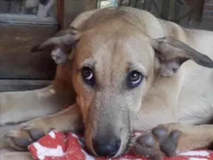 Cachorro raça SRD-ViraLata idade 1 ano nome Bilo