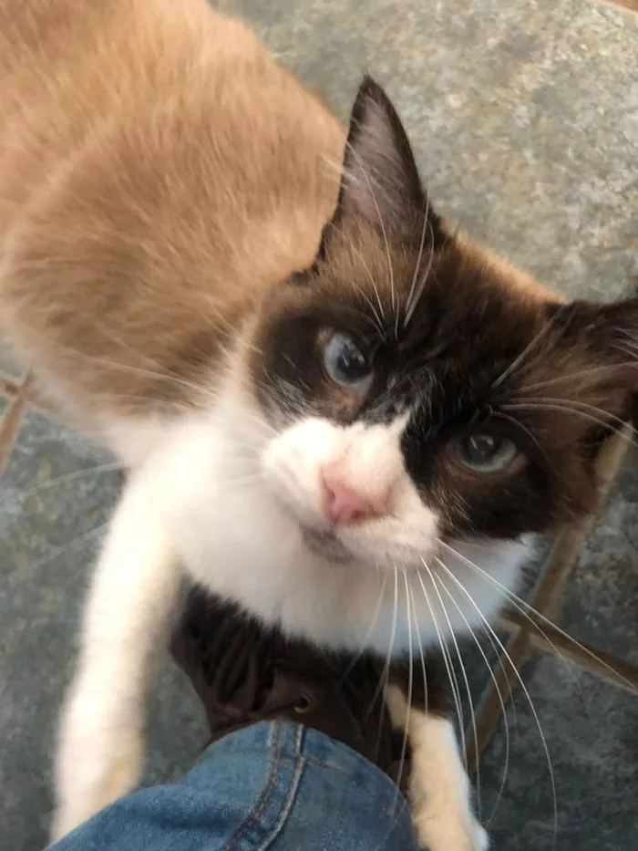 Gato ra a SRD-siames idade 3 anos nome Helena