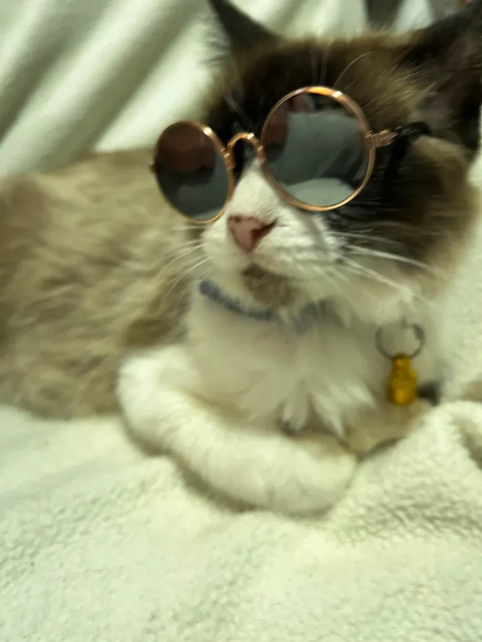 Gato ra a SRD-siames idade 3 anos nome Helena