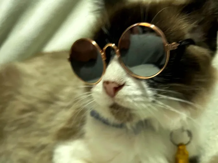 Gato ra a SRD-siames idade 3 anos nome Helena