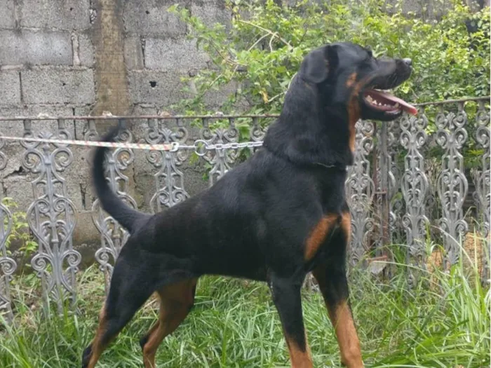 Cachorro ra a Rottweiler idade 4 anos nome Maya