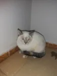 gatinho ou gatinha