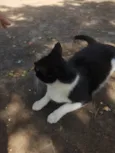 Gatinha muito carinhosa