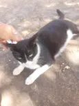 Gatinha muito carinhosa
