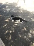 Gatinha muito carinhosa