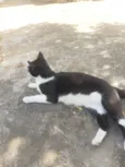 Gatinha muito carinhosa