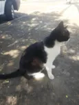 Gatinha muito carinhosa