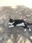 Gatinha muito carinhosa