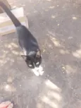 Gatinha muito carinhosa