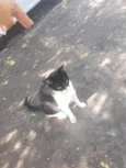 Gatinha muito carinhosa