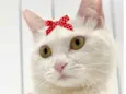 Penélope 