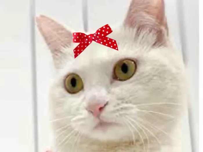 Gato ra a Mestica  idade 2 a 6 meses nome Penélope 