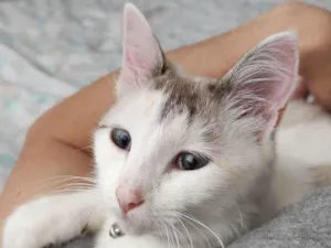 Gato raça N sei  idade 7 a 11 meses nome Lucy