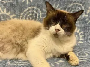 Gato raça SRD-siames idade 3 anos nome Helena