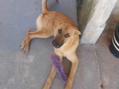 Cachorro raça Pastor Alemão idade 2 a 6 meses nome Bob