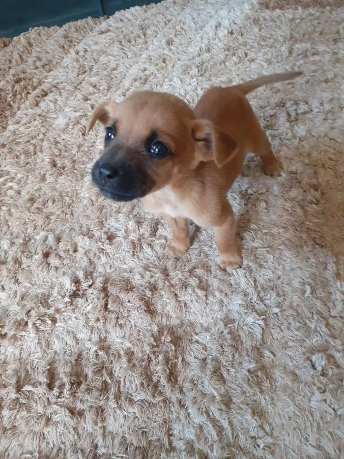 Cachorro raça  idade Abaixo de 2 meses nome Machos 03