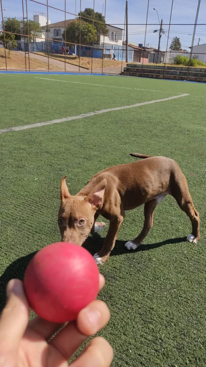 Cachorro ra a Pit-Bull idade 2 a 6 meses nome Sem nome 