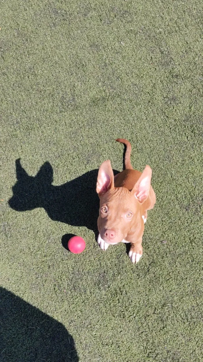 Cachorro ra a Pit-Bull idade 2 a 6 meses nome Sem nome 