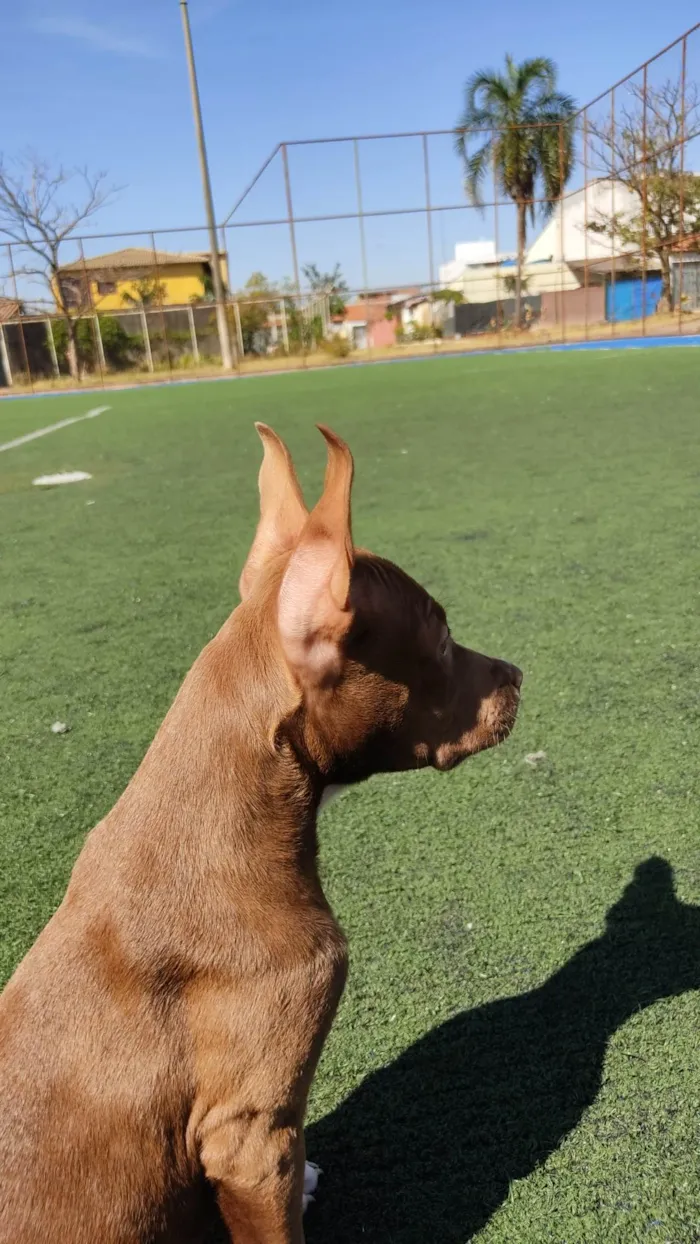 Cachorro ra a Pit-Bull idade 2 a 6 meses nome Sem nome 