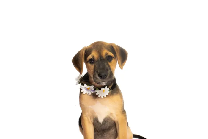 Cachorro raça SRD-ViraLata idade 2 a 6 meses nome Alice