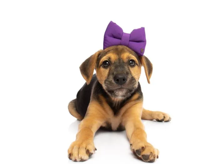 Cachorro raça SRD-ViraLata idade 2 a 6 meses nome Alice