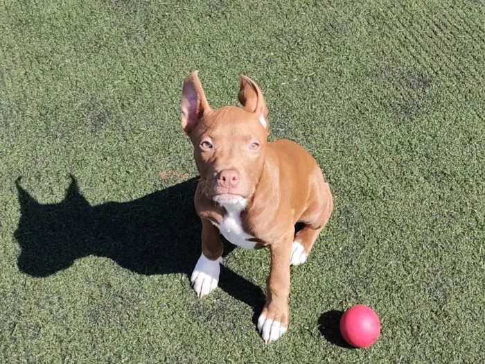 Cachorro ra a Pit-Bull idade 2 a 6 meses nome Sem nome 