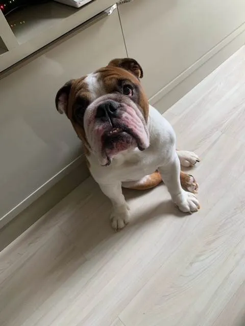 Cachorro raça Bulldog idade 5 anos nome Phelps