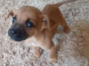 Cachorro raça  idade Abaixo de 2 meses nome Machos 03