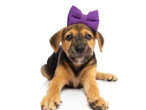 Cachorro raça SRD-ViraLata idade 2 a 6 meses nome Alice