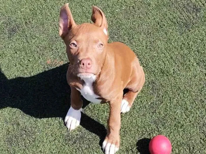 Cachorro ra a Pit-Bull idade 2 a 6 meses nome Sem nome 