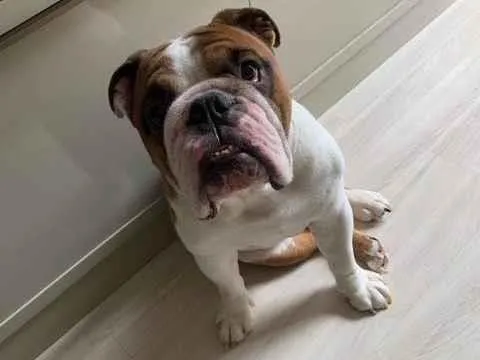 Cachorro raça Bulldog idade 5 anos nome Phelps