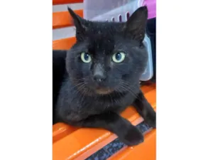 Gato raça SRD  idade 3 anos nome Pantera 