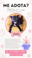 Cachorro raça SRD-ViraLata idade 3 anos nome DORA