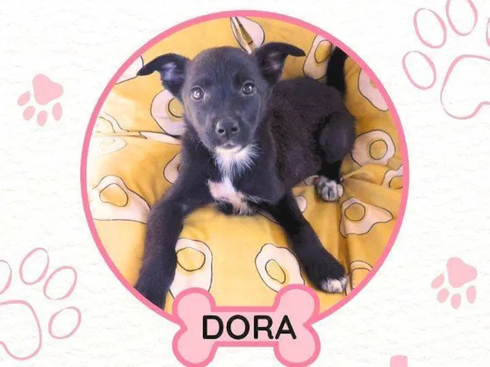 Cachorro raça SRD-ViraLata idade 3 anos nome DORA