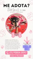 Cachorro raça SRD-ViraLata idade  nome TEFI