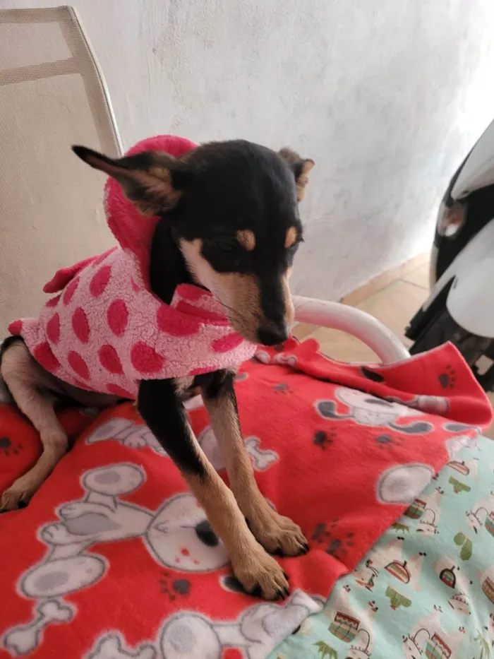 Cachorro raça SRD-ViraLata idade  nome TEFI