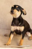 Cachorro raça SRD-ViraLata idade  nome TEFI