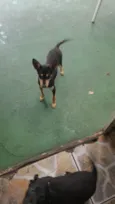 Cachorro raça SRD-ViraLata idade  nome TEFI