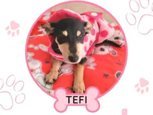 Cachorro raça SRD-ViraLata idade  nome TEFI