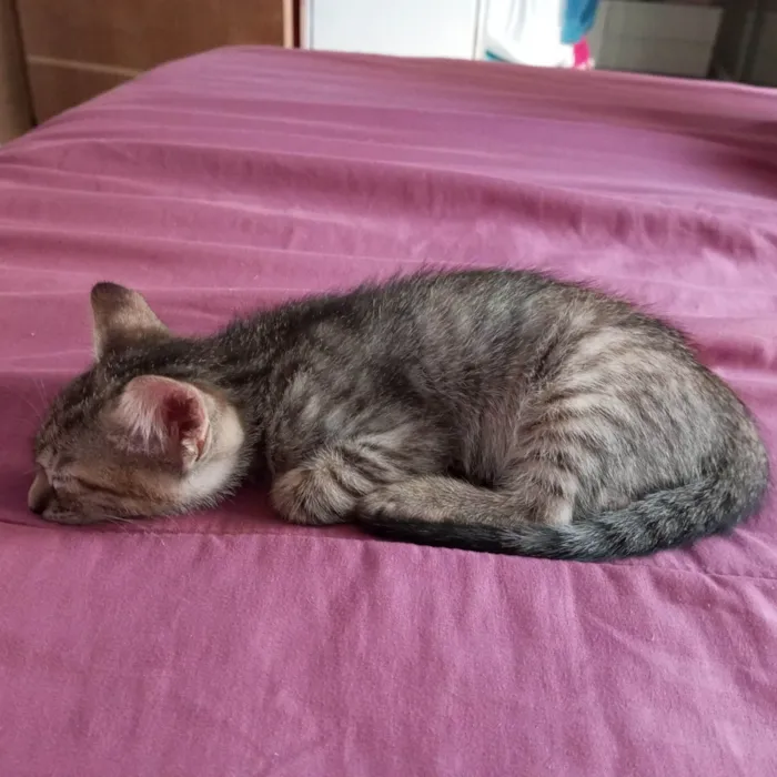 Gato ra a SRD-ViraLata idade Abaixo de 2 meses nome Filhotes