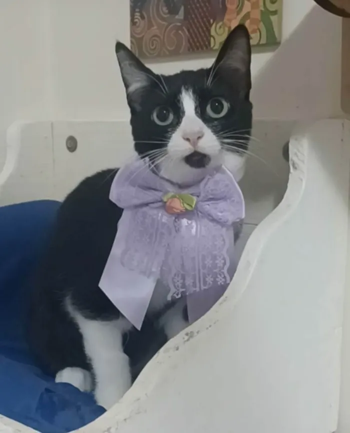 Gato ra a srd idade 2 a 6 meses nome MAVIE