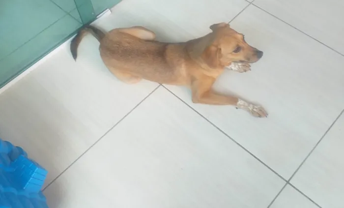 Cachorro ra a SRD-ViraLata idade 1 ano nome Malu